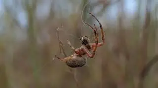 Spotted Orbweaver spider discards seed and harvests insects in web