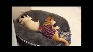 Лежак для собаки pet lounge размер L
