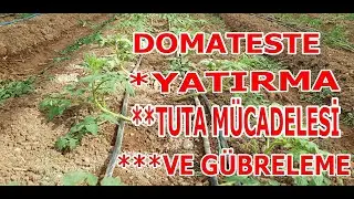 DOMATES ÜRETİMİNDE 3.HAFTA (YATIRMA UYGULAMASI, BİTKİ KORUMA VE GÜBRELEME ÖNERİLERİ)