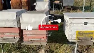 8. Februar 2025. Зимние пчелки.