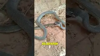 snake eating its own tail