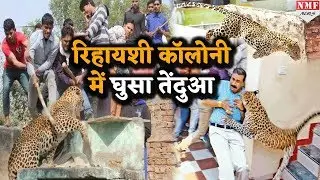 Alawar में रिहायशी कॉलोनी में Leapard ने कर दिया भीड़ पर हमला