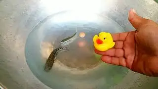 Catch beautiful aquarium fish in small pond baby turtles eel koi fish pencil fish pink catfish 2026