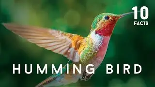 10 Facts About Humming Bird