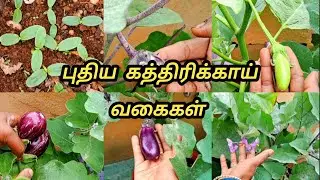 தை பட்டத்தின் விதைகளின் வளர்ச்சி | | Terrace Garden | | Trending | | Plants Growth | | Gardening