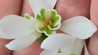 ⚜️ Wings of Spring ⚜️
