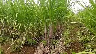 86032 Sugarcane Farm 3rd time ratoon crop.