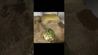 frog timelapse💀😭#frog#funny#meme#shorts
