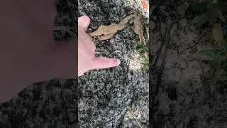 Earthquake ready to happen: what another fault line looks like in dirt