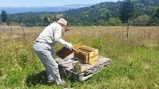 Bee Inspection Day July 15, 2022