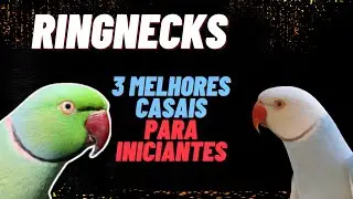 3 MELHORES CASAIS PARA INICIAR SUA CRIAÇÃO - RINGNECKS