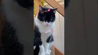 #short #c cute cat #sijd#vlog  #foryou #short &hearts;️&hearts;️&hearts;️🐈🐈🐈