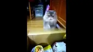 Kitten drummer, the cat who dreams to be a drummer