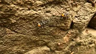 Golden-tailed Spiny Ants or Elegant Spiny Ants (Polyrhachis ammon)