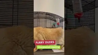 Unexpected meeting of a cat and a hamster.