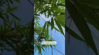 #дубянскийкрийя  #дубянскиймедитация
