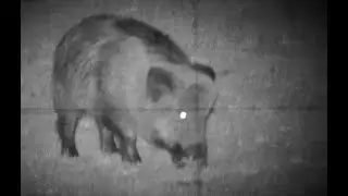 Pard NV007s ir 940 nm Sauen - wild boars - sanglier + Tikka T3x veil Wideland