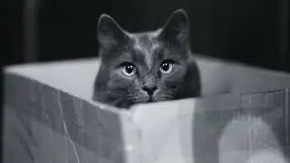 The Vacuum Blues | Sam & Mus The Jazz Cats | Official Music Video