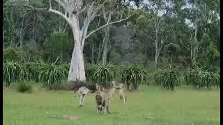 MONDAY 17 JANUARY 2022. KANGAROOS IN OUR YARD. 17/1/22.