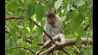 Monkey Jane on The Buddha Tree