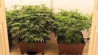 NativeDelta9  - Oklahoma Genetics -