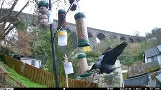 When Jackdaws Discover the Bird Feeder 👀 