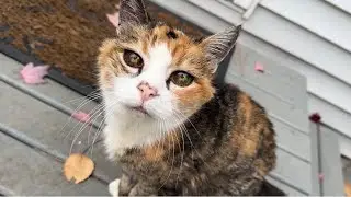 Любимая вещь на свете Мисс Маффи Кэт 😸