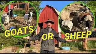 Sheep or Goats. Compare and Contrast to see which is better for your homestead.