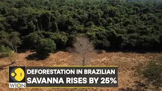 WION Climate Tracker: Deforestation in Brazilian Savanna rises by 25%, says report | WION