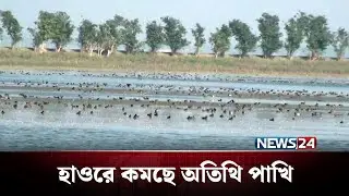 Guest birds are decreasing in the haor, tourists are losing interest | Winter Bird | NEWS24