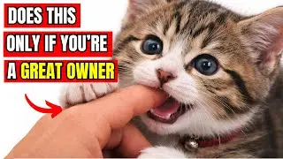15 Things Cats Do Only When They&rsquo;re Living Their Best Life