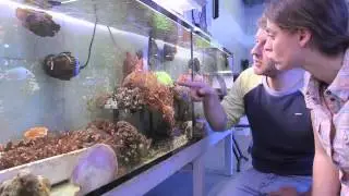 TIM Nitrogen cycling in corals: the key to understanding holobiont functioning?