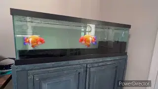 Setting up 60 gallon Aquarium for my New Lionchu goldfish