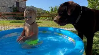 Guard Labrador Watches Over Baby Swimming in the Pool