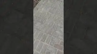 20250910part1 A little white dog barks ,sport, exercise, work out, ,done:56days/start:6days