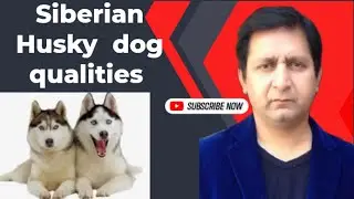 Pure Husky Dog quality check how can I see original puppy Hindi/urdu