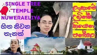Single Tree #Temple 🙏#Nuweraeliya #ලංකාවේ වැඩිම උසකින් තියෙන පන්සල🙏