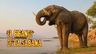 EL GIGANTE DE LA SABANA | La Saga del Elefante Africano - Documental #nature #viral #lion #animal