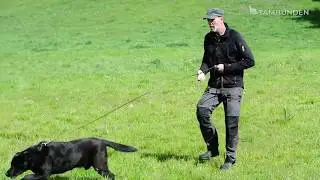 Lær din hund ikke at trække i snoren - 