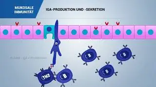 Immunology Immunsystem und Immunität beim Schwein: Mukosale Immunität
