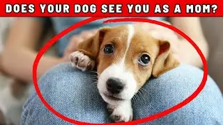 7 Surprising Signs Your Dog Sees You as Their Own Mother!