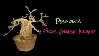 Desfolha, ficus Green Island, bonsai , procedimentos basicos