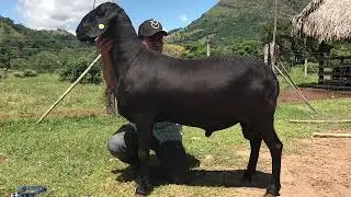Reproductores Ovinos Santa Ines La Marqueza 2017 LA MEJOR GENETICA SANTA INES DE COLOMBIA