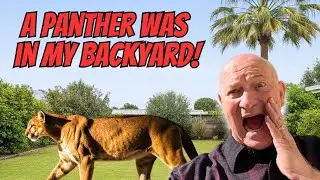 Florida Panther INVADES My Yard at Night &ndash; Heart-Stopping Encounter!