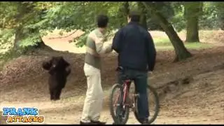 JFL Hidden Camera Pranks & Gags: Grizzly Bear Surrenders