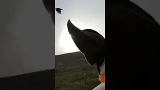 Pheasant hunting on the Stellacam! #pointer #hunting #pheasant #shorts #shortvideo #short #birddog