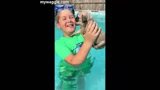 Puppy learning to swim