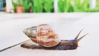 A story of a snail - no rush, stable and consistent