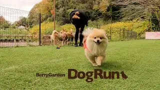 BerryGarden DogRunで友達と遊ぶポメラニアン！