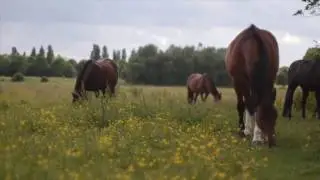An English Landscape